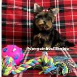 Yorkshire Terrier Filhote de Yorkshire em So Caetano do Sul SP So Paulo So Caetano Do Sul