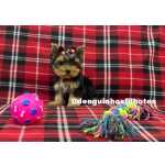 Yorkshire Terrier Filhote de Yorkshire Macho e Fmea