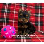 Yorkshire Terrier Filhote de Yorkshire em So Paulo So Paulo So Caetano Do Sul