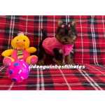 Yorkshire Terrier Filhote de Yorkshire Terrier no ABCD