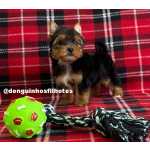 Yorkshire Terrier Filhote de Yorkshire Macho e Yorkshire Fmea So Paulo So Caetano Do Sul