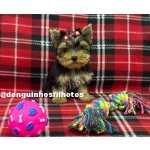 Yorkshire Terrier Filhote de Yorkshire Macho e Fmea no ABC So Paulo So Caetano Do Sul