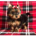 Yorkshire Terrier Filhote de Yorkshire Macho e Fmea no ABC