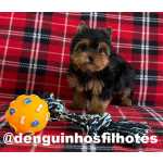 Yorkshire Terrier Yorkshire Terrier no ABC