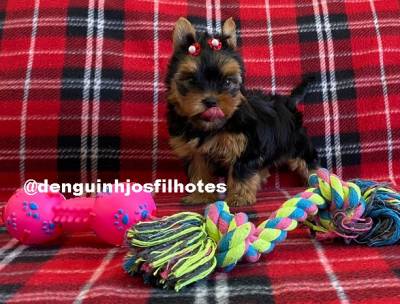 Filhote de Yorkshire Terrier em So Paulo