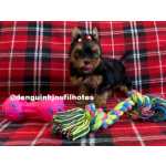 Yorkshire Terrier Filhote de Yorkshire Terrier em So Paulo