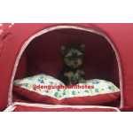 Yorkshire Terrier Filhote de Yorkshire Venda ABC