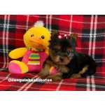 Yorkshire Terrier Filhote de Yorkshire Macho e Filhote de Yorkshire Fmea