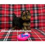 Yorkshire Terrier Yorkshire Terrier no ABC So Paulo So Caetano Do Sul