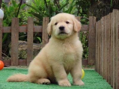 Golden Retriever filhote Macho Tajj Mahall  Microchipado Curitiba Excelente Linhagem