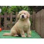 Golden Retriever Golden Retriever filhote Macho Tajj Mahall  Microchipado Curitiba Excelente Linhagem Paran CURITIBA