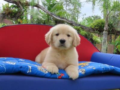 Golden Retriever filhote Macho Tajj Mahall  Microchipado Curitiba Excelente Linhagem