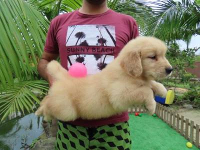 Golden Retriever filhote Macho Tajj Mahall  Microchipado Curitiba Excelente Linhagem