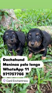 Dachshund Pelo longo kaninchen lindos filhotes disponveis