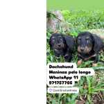 Dachshund Dachshund Pelo longo kaninchen lindos filhotes disponveis