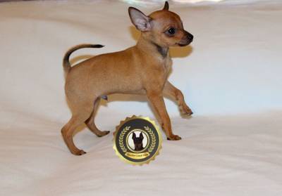 Pinscher Super Miniatura