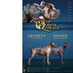 Cane Corso NINHADA DE CANE CORSOS