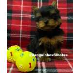 Yorkshire Terrier Filhote de Yorkshire Macho e Fmea