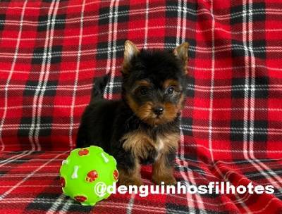 Yorkshire Terrier Macho e Fmea