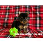 Yorkshire Terrier Yorkshire Terrier Macho e Fmea