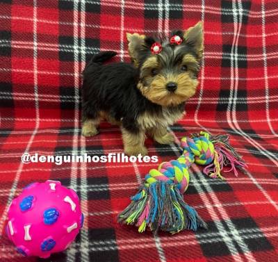 Filhote de Yorkshire Terrier no ABCD