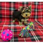 Yorkshire Terrier Filhote de Yorkshire Terrier no ABCD