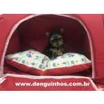 Yorkshire Terrier Filhote de Yorkshire no ABC Macho e Fmea