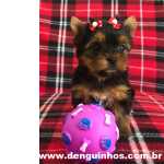 Yorkshire Terrier Filhote de Yorkshire Macho e Filhote de Yorkshire Fmea