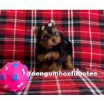 Yorkshire Terrier Yorkshire Terrer a venda