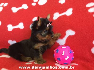 Filhote de Yorkshire Terrier a Venda no ABCD