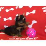 Yorkshire Terrier Filhote de Yorkshire Terrier a Venda no ABCD