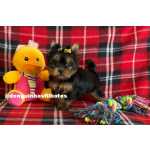 Yorkshire Terrier Filhote de Yorkshire a Venda Filhote de Yorkshire Macho e Fmea