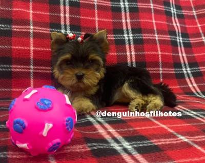 Filhote de Yorkshire Terrier a venda no ABC