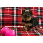 Yorkshire Terrier Venda de Yorkshire Macho e Yorkshire Fmea em So Caetano do Sul SP