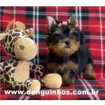 Yorkshire Terrier Venda de Filhote de Yorkshire Terrier no ABC em SP