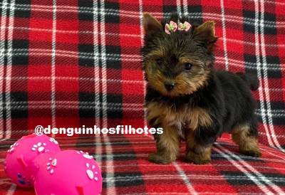 Filhote de Yorkshire Terrier a Venda