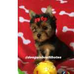 Yorkshire Terrier Filhote de Yorkshire Macho e Filhote de Yorkshire Fmea Terrier