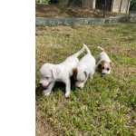 Jack Russel Terrier J IMAGINOU NUM JACK RUSSEL NA PORTA DA SUA CASA CES LINDOS CRIAO VET