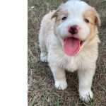 Border Collie ESTAMOS COM BORDERS NAS MAIS VARIADAS CORES CES ENTREGUES E CRIADOS POR MDICA VETERINRIA So Paulo So Paulo