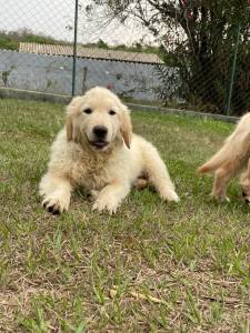 FILHOTINHOS DE GOLDEN RETRIEVER CRIADOS POR MDICA VETERINRIA