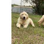 Golden Retriever FILHOTINHOS DE GOLDEN RETRIEVER CRIADOS POR MDICA VETERINRIA So Paulo So Paulo