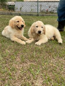 FILHOTINHOS DE GOLDEN RETRIEVER CRIADOS POR MDICA VETERINRIA