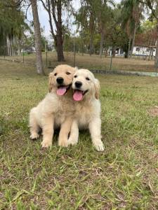 FILHOTINHOS DE GOLDEN RETRIEVER CRIADOS POR MDICA VETERINRIA