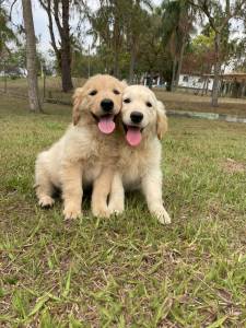 FILHOTINHOS DE GOLDEN RETRIEVER CRIADOS POR MDICA VETERINRIA