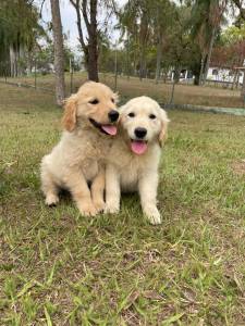 FILHOTINHOS DE GOLDEN RETRIEVER CRIADOS POR MDICA VETERINRIA