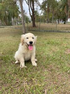 FILHOTINHOS DE GOLDEN RETRIEVER CRIADOS POR MDICA VETERINRIA