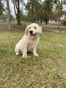 FILHOTINHOS DE GOLDEN RETRIEVER CRIADOS POR MDICA VETERINRIA