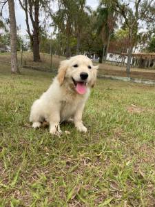 FILHOTINHOS DE GOLDEN RETRIEVER CRIADOS POR MDICA VETERINRIA