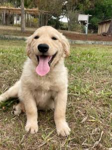 FILHOTINHOS DE GOLDEN RETRIEVER CRIADOS POR MDICA VETERINRIA