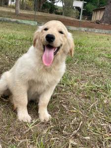 FILHOTINHOS DE GOLDEN RETRIEVER CRIADOS POR MDICA VETERINRIA